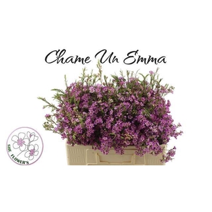 CHAME UN EMMA