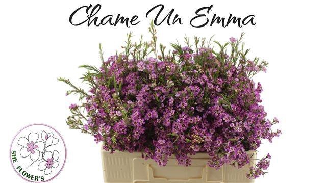 <h4>CHAME UN EMMA</h4>