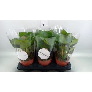 Pilea   ...