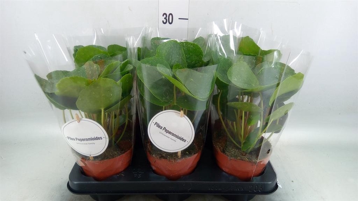 <h4>Pilea   ...</h4>