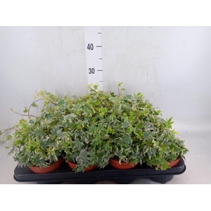Hedera helix 'White Ripple'