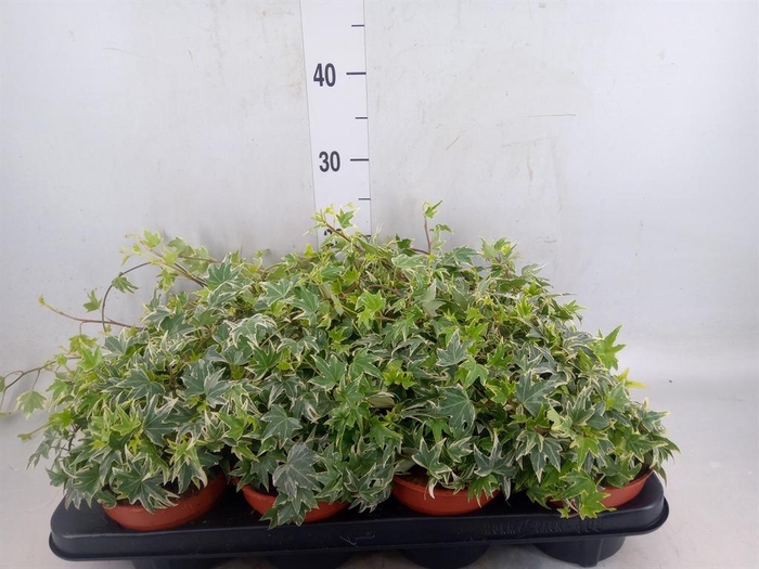 <h4>Hedera helix 'White Ripple'</h4>