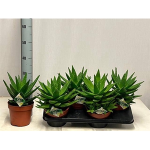 Aloe Perfoliata (Cites) 17Ø 30cm