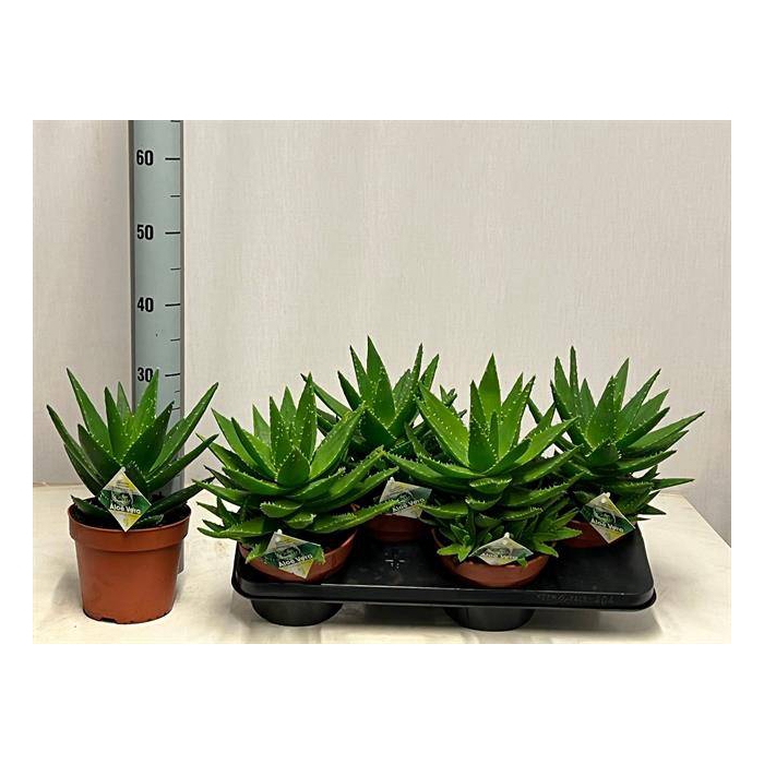 <h4>Aloe Perfoliata (Cites) 17Ø 30cm</h4>