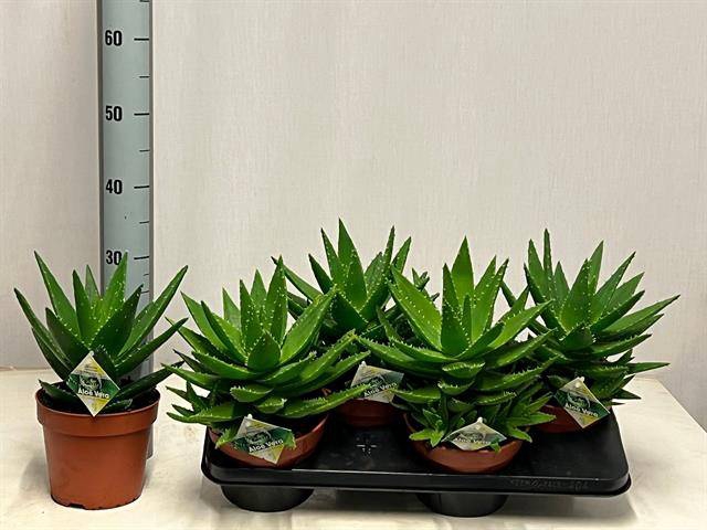 Aloe Perfoliata (Cites) 17Ø 30cm