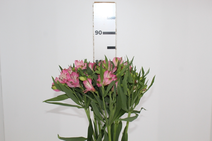 <h4>ALSTROEMERIA PAMELA 080 CM</h4>