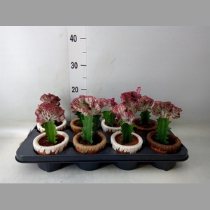Euphorbia lactea 'Cristata'
