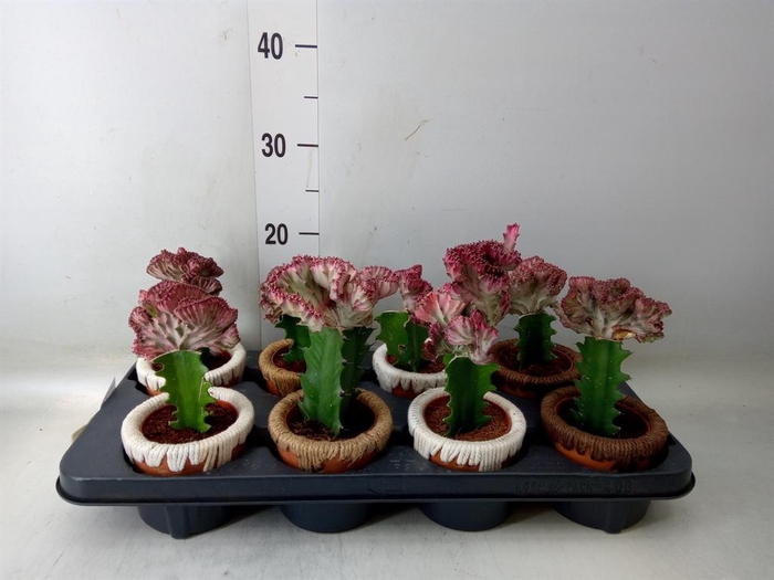 <h4>Euphorbia lactea 'Cristata'</h4>