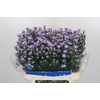 Aster Cassandra