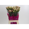 Dianthus St Winecover