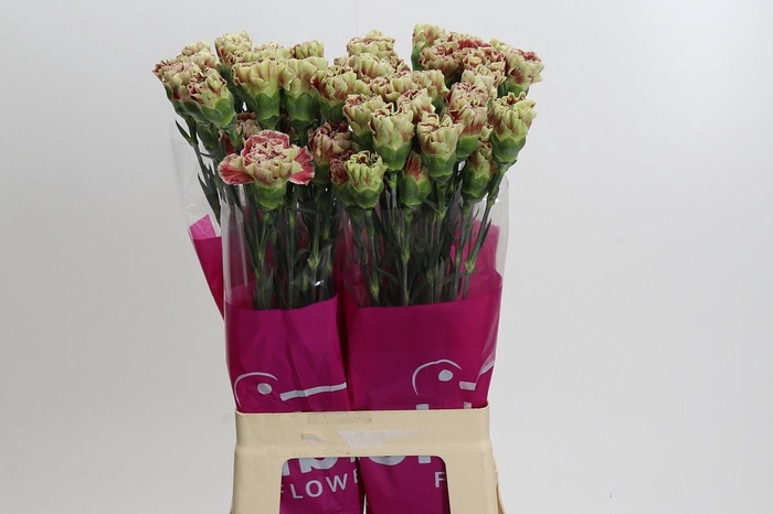 <h4>Dianthus St Winecover</h4>