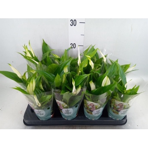 Spathiphyllum  'Pearl Cupido'
