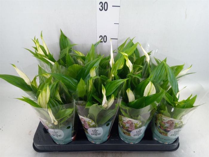 <h4>Spathiphyllum  'Pearl Cupido'</h4>