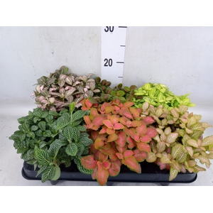Fittonia   ...mix