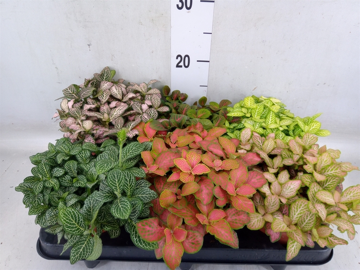 <h4>Fittonia   ...mix</h4>