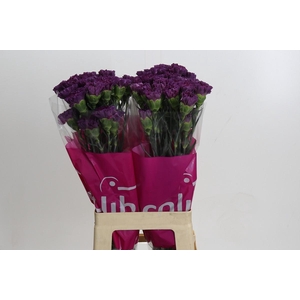 Dianthus St Cobalt Thrill