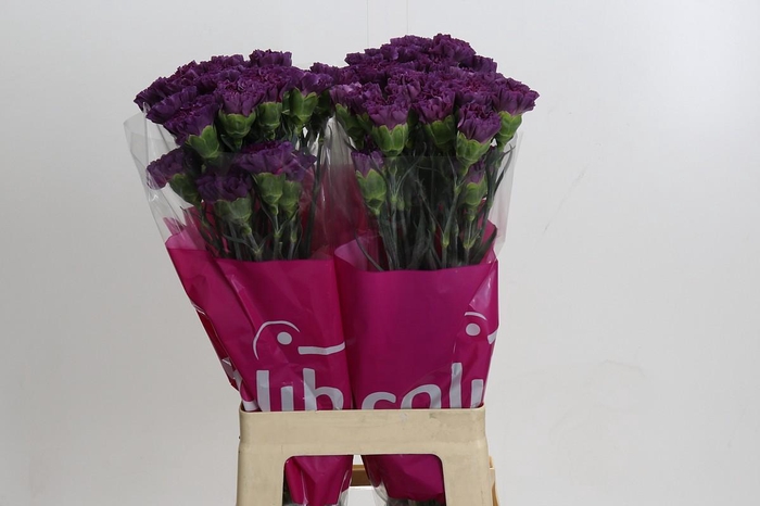 <h4>Dianthus St Cobalt Thrill</h4>