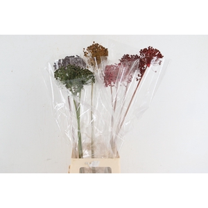 DF Allium Paint Mixed