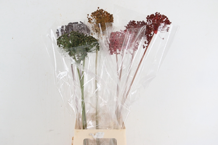 <h4>DF Allium Paint Mixed</h4>