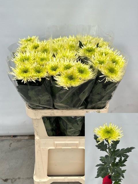 <h4>CHR G TULA GREEN</h4>