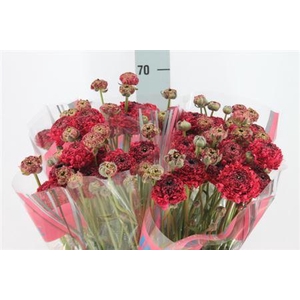 Ranunculus Romance Poodle Chaouen 50cm