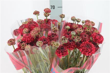 <h4>Ranunculus Romance Poodle Chaouen 50cm</h4>