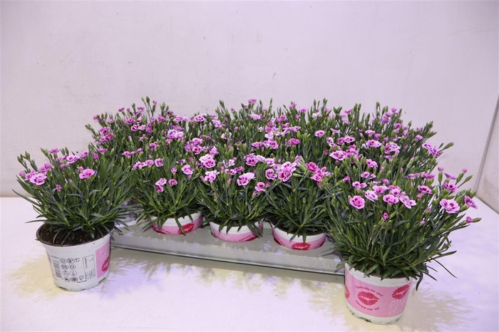 <h4>Dian Di Pink Kisses</h4>