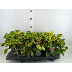 Iresine herbstii 'Rich Funnygold'