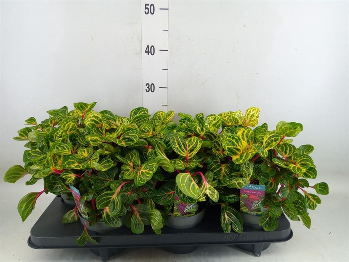 <h4>Iresine herbstii 'Rich Funnygold'</h4>