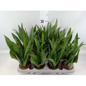 Sansevieria zeylanica 'Greenline'