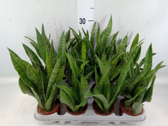 <h4>Sansevieria zeylanica 'Greenline'</h4>