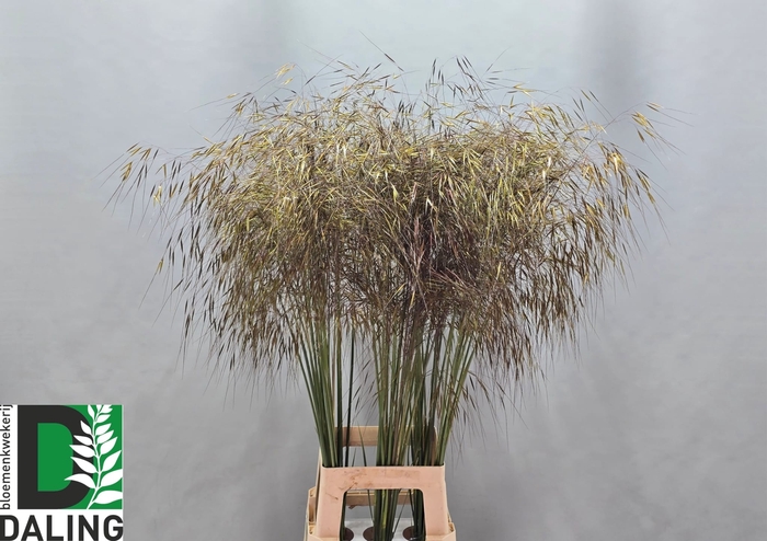<h4>STIPA GIGANTEA</h4>