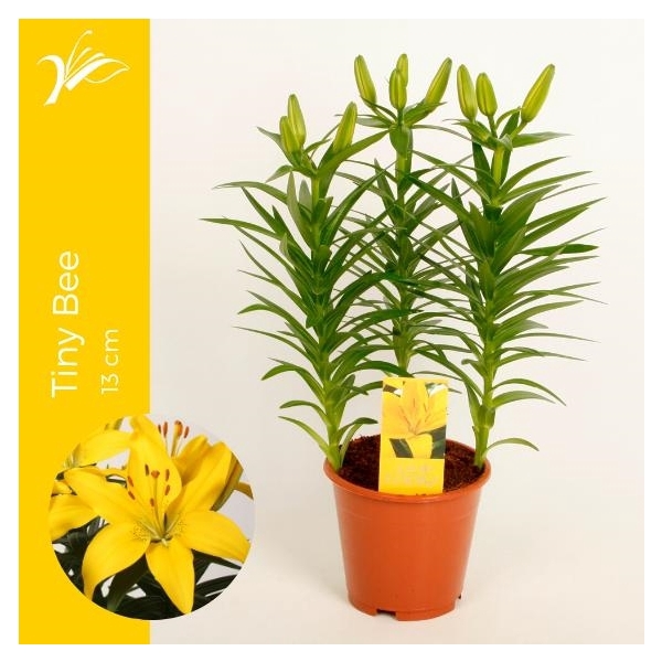 <h4>Lilium Tiny Bee 13 cm (az. lelie)</h4>