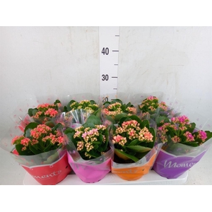 Kalanchoe blos.   ..rosebud mix  4