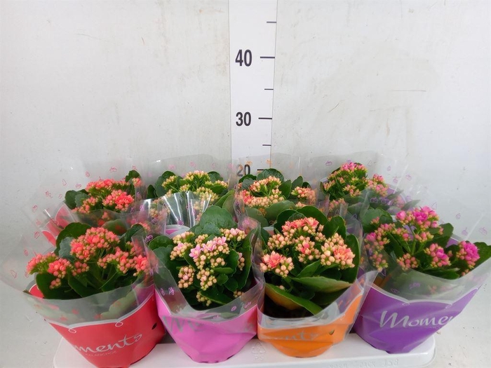 <h4>Kalanchoe blos.   ..rosebud mix  4</h4>