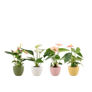 Anthurium 6 cm 4 color mix in Ufo ceramics