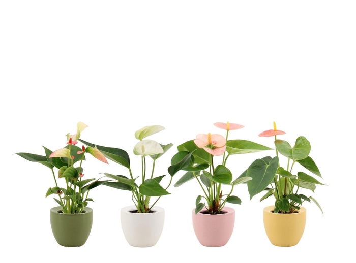 Anthurium 6 cm 4 color mix in Ufo ceramics
