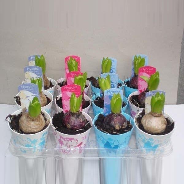 <h4>Hyacintus Orientalis  mix Fiora pot</h4>
