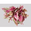 BEGONIA BELEAFS MAUI SUNSET P15