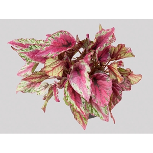 BEGONIA BELEAFS MAUI SUNSET P15