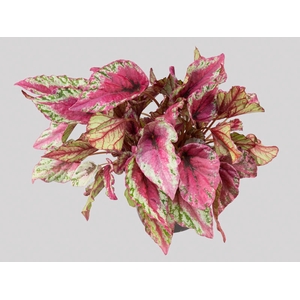 BEGONIA BELEAFS MAUI SUNSET P15