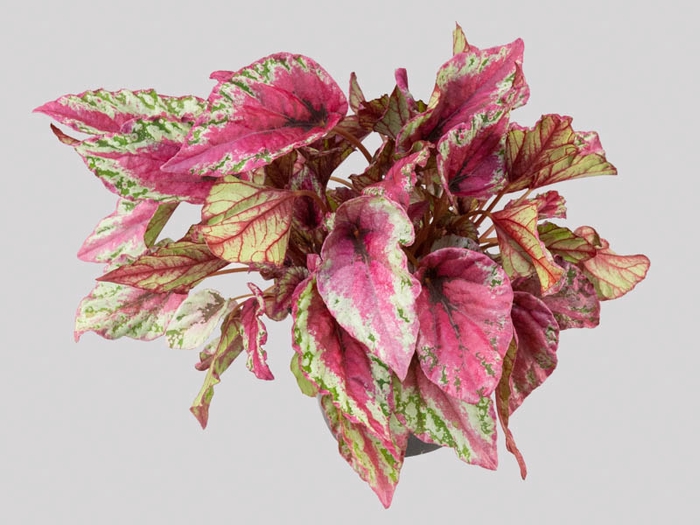 <h4>BEGONIA BELEAFS MAUI SUNSET P15</h4>