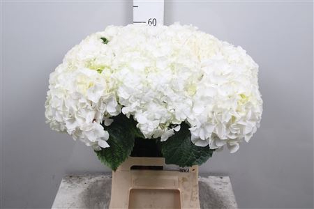 <h4>Hydr M Allure</h4>