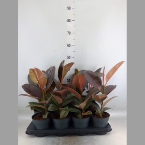 Ficus elastica 'Pink Camouflage'