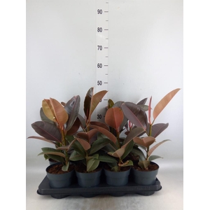 Ficus elastica 'Pink Camouflage'