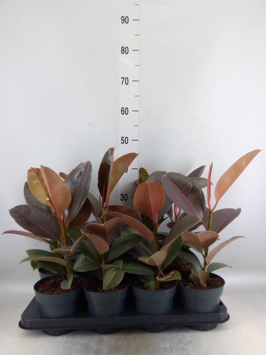 <h4>Ficus elastica 'Pink Camouflage'</h4>
