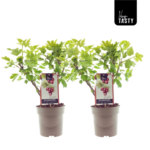 <h4>Ribes Hinnonmaki Rod</h4>