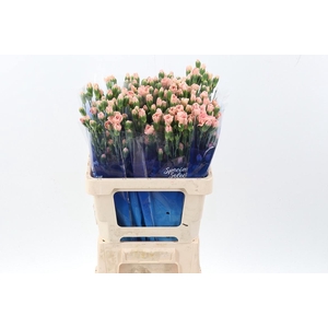 Di Tr Brown Sugar hi