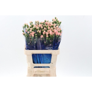 Di Tr Brown Sugar hi