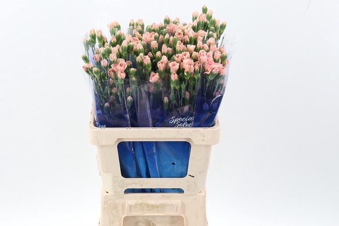 <h4>Di Tr Brown Sugar hi</h4>